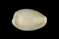 藏品(金環寶螺)的圖片